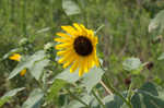 Common sunflower